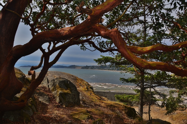 madrone tree